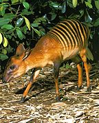 Black and brown striped bovid