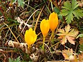 Crocus scharojanii (H)