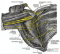 El plexe braquial dret (porció infraclavicular) a la fossa axil·lar; vista inferior i frontal.