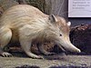 Hispaniola Solenodon (Solenodon paradoxus)