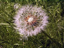 Одуванчик (Taraxacum)