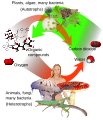 Image 2Overview of photosynthesis (green) and respiration (red) (from Water)