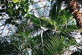 Jungle environment within the dome