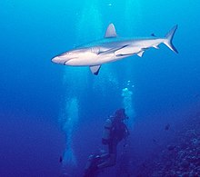 Requin nageant au-dessus d'un plongeur.