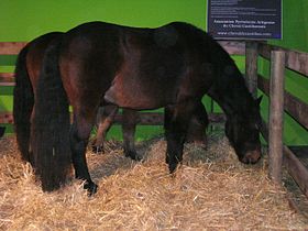 Chevaux castillonnais au salon SISQA de Toulouse.