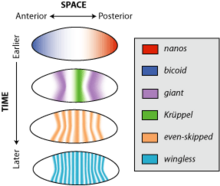 Gene-expression-patterns.png