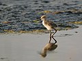 Polos de Himantopus himantopus.