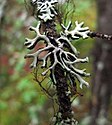 Hypogymnia cf. tubulosa với Bryoria sp. và Tuckermannopsis sp. ở miền núi Canada