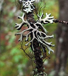 Hypogymnia cf. tubulosa kun Bryoria sp. and Tuckermannopsis sp.