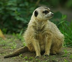 Un suricate d’Afrique australe (Suricata suricatta).