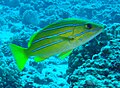 A blue striped snapper, a neon-green fish with four horizontal neon blue stripes running the length of its body.