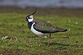 Northern lapwing