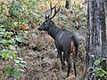 Sambhar deer, provincial animal of Odisha