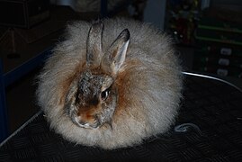 Race angora satin