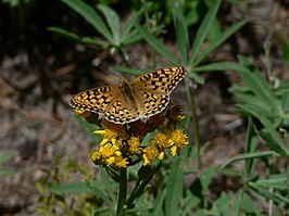 Speyeria zerene