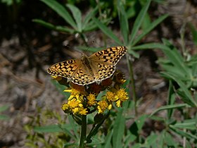 Speyeria zerene in the William O. Douglas Wilderness