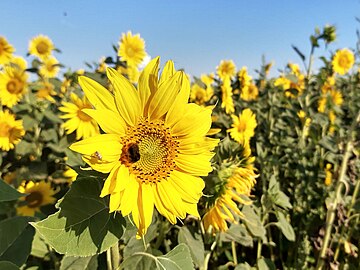 sunflowers