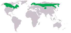 Hiiripöllön levinneisyys.