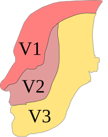 Profile of the head, with the three sub-nerves color-coded