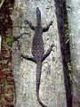 A goanna at Waterpark Ck