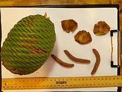 Female and male cones