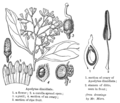 Sketse van blompluim, blomdele en vrug