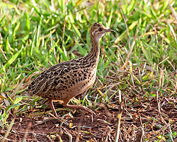 Flekkutínamúi (Nothura maculosa)