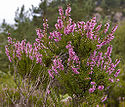 Calluna vulgaris