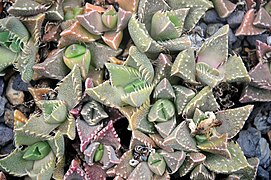 Faucaria tuberculosa