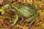 Миниатюра для Gastrotheca excubitor