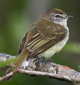 Jamaica-elenia