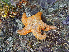 Pisaster ochraceus in Bamfield Canadae