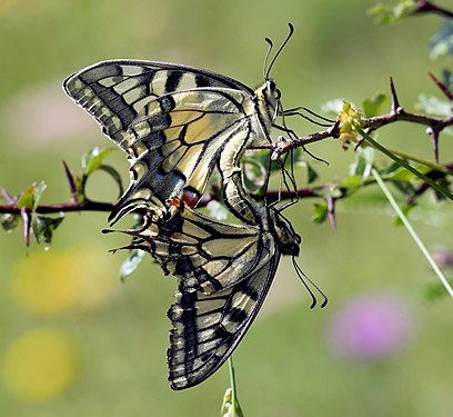 Schwalbenschwanz (Papilio machaon) im Naturpark Almenland (6444), Copula. Steiermark. Fotograf: User:Christian Pirkl