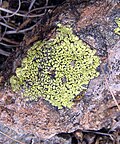 Rhizocarpon sp. on a mountain Zlatibor, Serbia