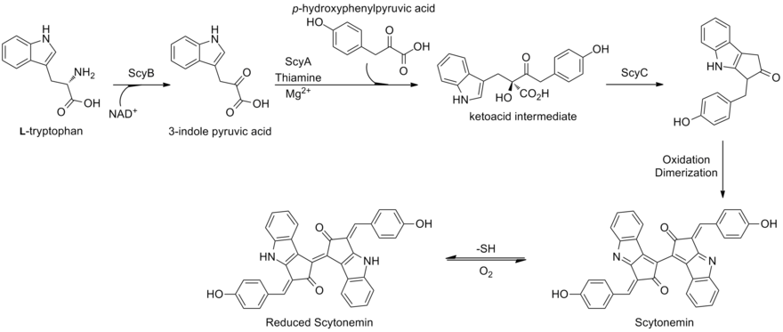 Scytonemin biosynthesis in Lyngbya aestuarii.[11]