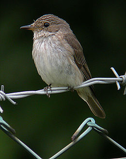 Szürke légykapó (Muscicapa striata)