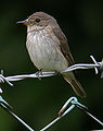 Papamosques gris (Muscicapa striata)