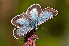 Aricia nicias