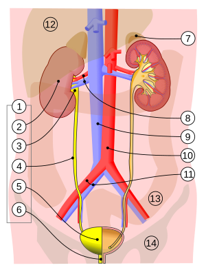 1. Vylučovací soustava člověka: 2. ledvina, 3. ledvinová pánvička, 4. močovod, 5. močový měchýř, 6. močová trubice. (levá strana ukazuje orgány na řezu) 7. nadledvina Cévy: 8. ledvinová tepna a žíla, 9. dolní dutá žíla, 10. břišní aorta, 11. společná kyčelní tepna a žíla Ostatní struktury (průsvitně): 12. játra, 13. tlusté střevo, 14. pánev