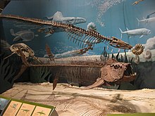 Mounted skeletons of Platecarpus, Protostega, and Xiphactinus