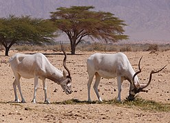 Addax dans la Yotvata Hai-Bar Nature Reserve (Israël).