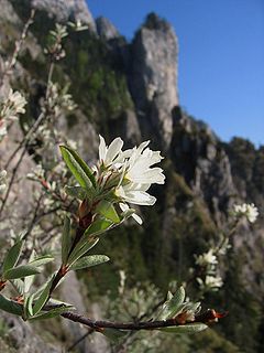 ordinara amelanĉo (Amelanchier ovalis) en Supra Aŭstrio