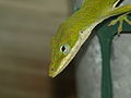 Detail of head, green