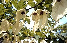 Давидия обёрточная (Davidia involucrata)