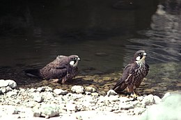 Eleonoros sakalas (Falco eleonorae)