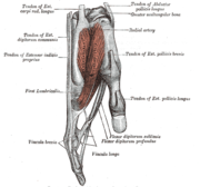 First dorsal interossei