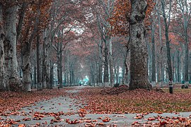 Chinars at the Kashmir University in Srinagar, Jammu and Kashmir during autumn