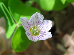 Skovsyre (Oxalis acetosella) Foto: Kristian Peters