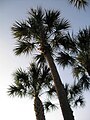 Sabal palmetto