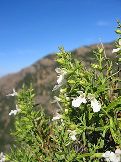 Description de l'image Stachys glutinosa.jpg.